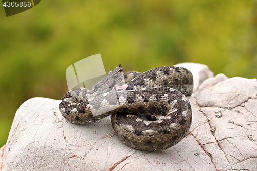 Image of sand viper preparing to strike