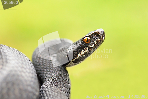 Image of detailed portrait of black female viper