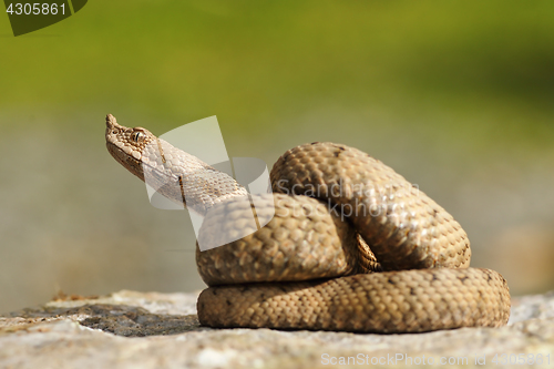 Image of juvenile ammodytes adder preparing to strike