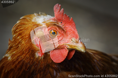 Image of close up of a brown hen