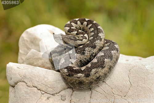 Image of beautiful pattern on Vipera ammodytes