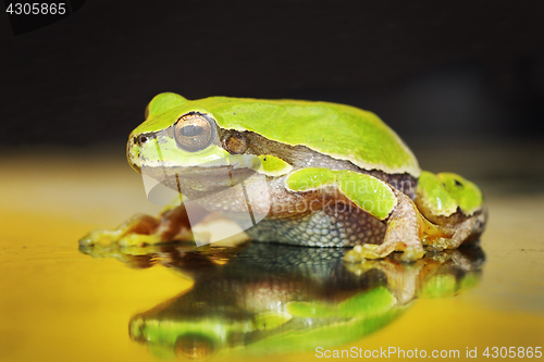Image of beautiful green tree frog