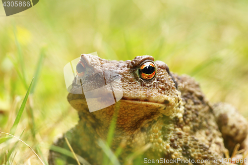 Image of ugly portrait of common brown toad