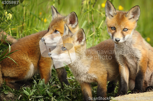 Image of red fox brothers near the den