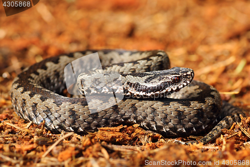 Image of grey common crossed adder