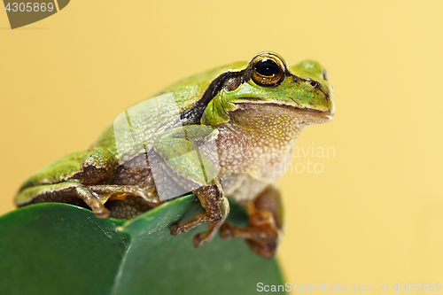 Image of cute green tree frog on a leaf