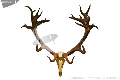 Image of huge red deer hunting trophy