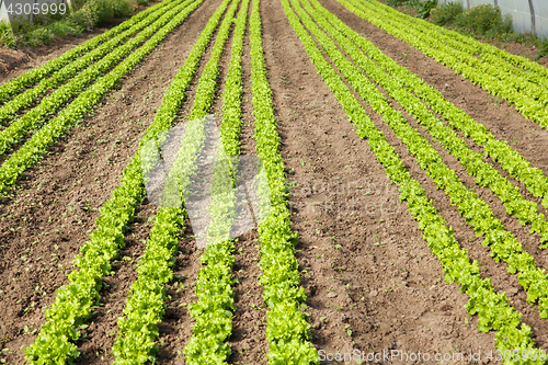 Image of culture of organic salad in greenhouses