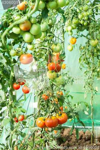 Image of Organic tomatoes in a greenhouse