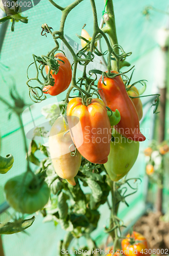 Image of Organic tomatoes in a greenhouse