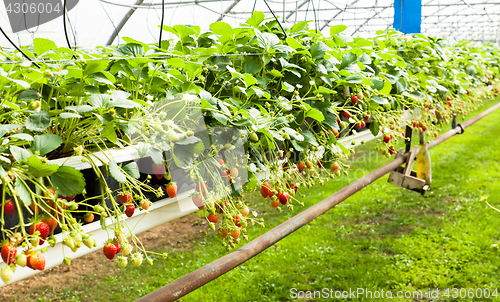 Image of culture in a greenhouse strawberry and strawberries