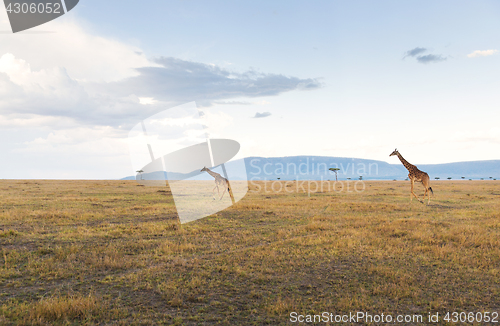 Image of giraffes in savannah at africa