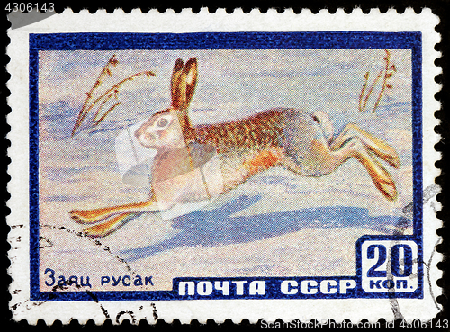 Image of European Hare Stamp