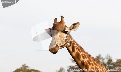 Image of giraffe in africa