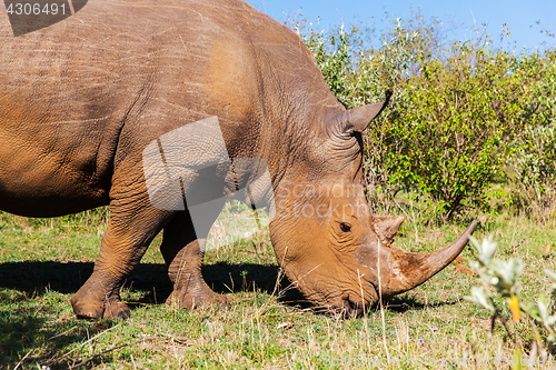 Image of rhino grazing in savannah at africa