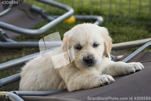 Image of Cute Golden Retriever Puppy