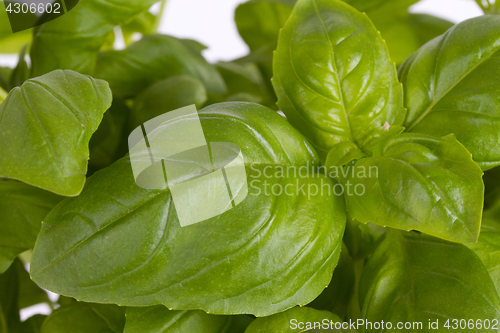 Image of Fresh leaf of basil