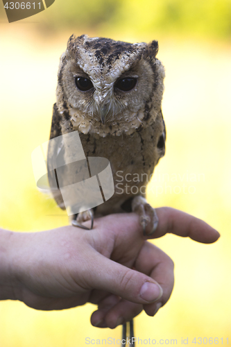 Image of Collared Scops Owl