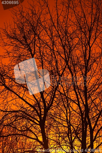 Image of Bare tree branches