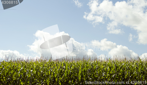 Image of corn field