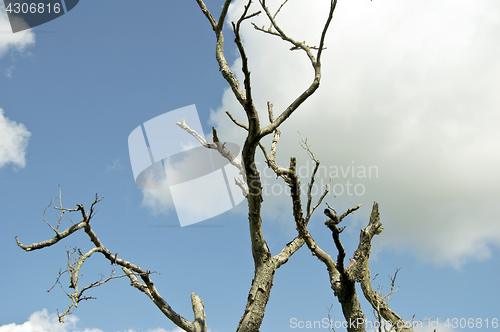 Image of dead tree