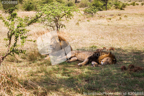 Image of male lions resting in savannah at africa
