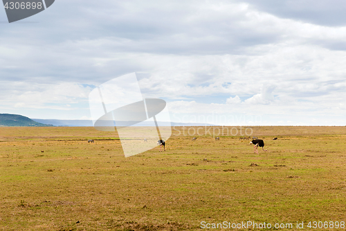 Image of ostrich and other animals in savannah at africa