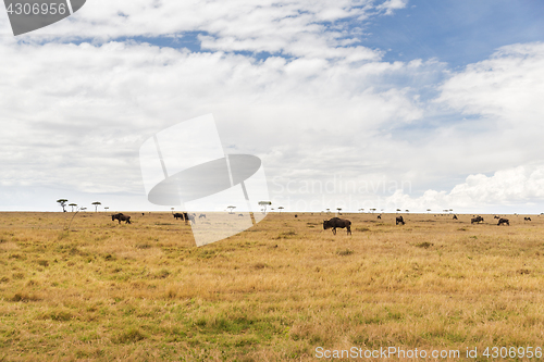 Image of wildebeests grazing in savannah at africa