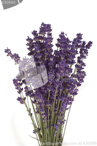 Image of Blooming Lavender