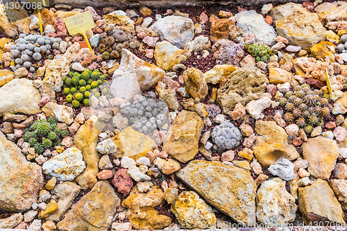 Image of Succulents and cactus blooming flowers