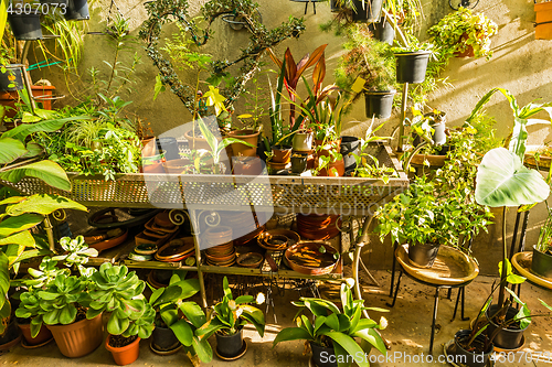 Image of Plant pots with different plants