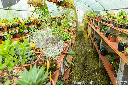 Image of Succulents and cacti in hothouse