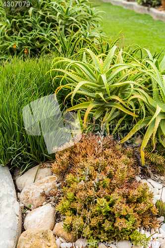 Image of Succulents and cactus blooming flowers