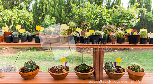 Image of Succulents and cacti in hothouse