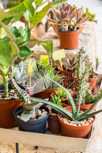 Image of Succulents and cactus blooming flowers