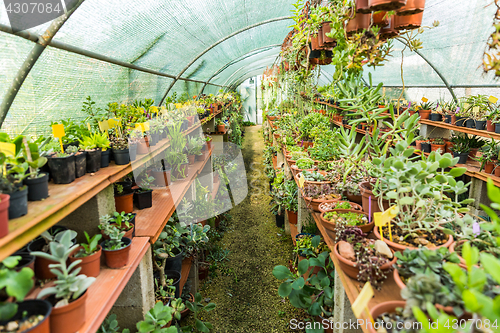 Image of Succulents and cacti in hothouse