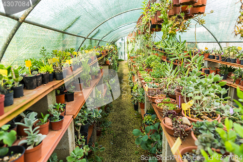 Image of Succulents and cacti in hothouse