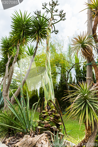 Image of Succulents and cactus blooming flowers