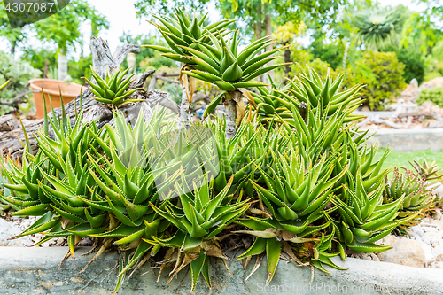 Image of Succulents and cactus blooming flowers