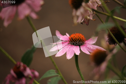 Image of Purple Coneflower  Echinacea purpurea