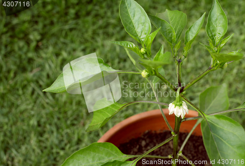 Image of White flower on a sweet pepper plant