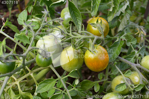 Image of Green tomatoes starting to ripen to red