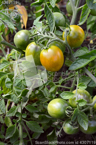 Image of Truss of green tomatoes ripening