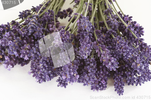 Image of Lavender