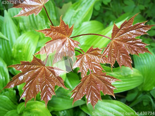 Image of Young Maple Leaves