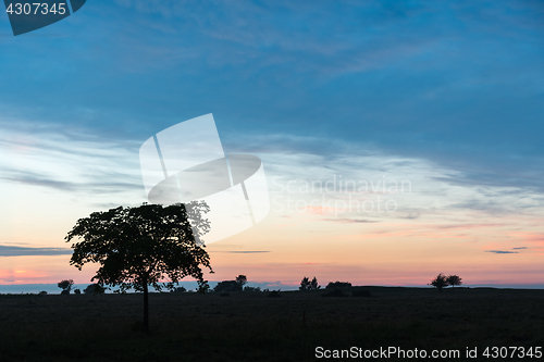 Image of Tree silhouette by sunset