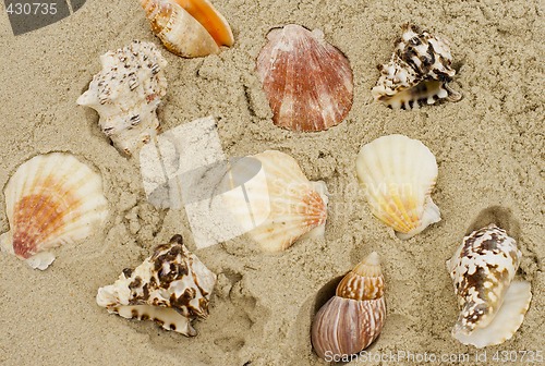 Image of shells on sand