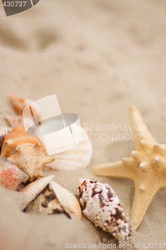 Image of shells on sand