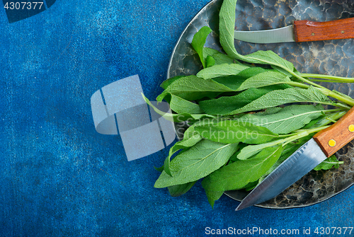 Image of fresh sage