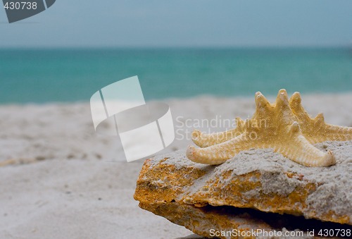 Image of starfish on a stone